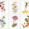 Набор для вышивания Thea Gouverneur 3084 Six Floral Studies