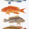 Набор для вышивания Thea Gouverneur 2044 Fish Panel