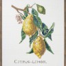 Набор для вышивания Eva Rosenstand 12-850 Лимоны