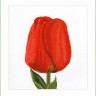Набор для вышивания Thea Gouverneur 521A Red Darwin Hybrid Tulip