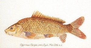 Thea Gouverneur 2045 Fish (Рыба)