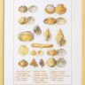Набор для вышивания Permin 70-6400 Sea shells (Морские ракушки)
