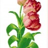 Набор для вышивания Каролинка КТКН 130 Тюльпаны
