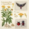 Набор для вышивания Марья Искусница 03.015.13 Ботаника: Календула