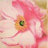 Набор для вышивания Schaefer 592/8 Розовый цветок