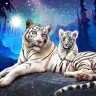 Алмазное Хобби Ah5529 Тигры в ночи