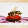Thea Gouverneur 549 Bee on Echinacea (Пчела на эхинацее)