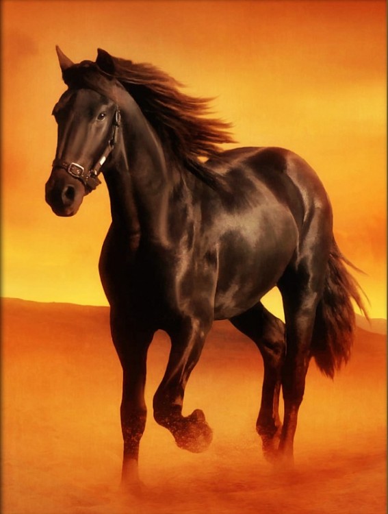 Алмазная живопись АЖ-4031 Вороной конь