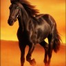 Алмазная живопись АЖ-4031 Вороной конь