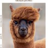 Lang Yarns 2576.0006 Журнал "PUNTO 76 ALPACA" RUS
