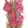 Каролинка ТКБЦ 3034 Гладиолусы