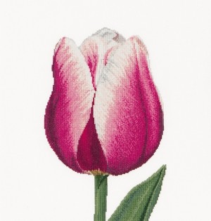 Thea Gouverneur 517 Red/White Triumph tulip (Красно-белый тюльпан Триумф)