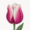 Набор для вышивания Thea Gouverneur 517 Red/White Triumph tulip (Красно-белый тюльпан Триумф)