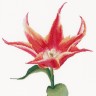 Набор для вышивания Thea Gouverneur 524 Red/Orange Lily flowering tulip