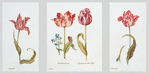 Thea Gouverneur 2039 Tulips (Тюльпаны)