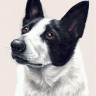 Белоснежка 376-AS Бордер-колли