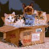 Белоснежка 1177-AS Коробка с сюрпризом