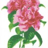 Каролинка ТКБЦ 3037 Камелия