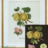 Thea Gouverneur 2057.05 Keswick Apple (Кесвикское яблоко)