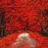 Конек 9974 Багряный лес