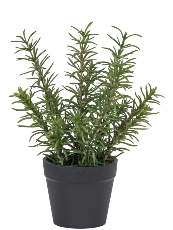 Fiebiger Floristik 106286-800 Цветок декоративный в кашпо "Розмарин"