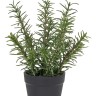 Fiebiger Floristik 106286-800 Цветок декоративный в кашпо "Розмарин"