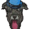 HKM 33143/1SB Термоаппликация "Schnauzer mit blauem Hut"