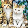Белоснежка 231-CE Котята