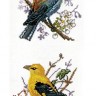 Набор для вышивания Eva Rosenstand 13-020 Hoopoe - Птицы удоды