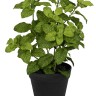 Fiebiger Floristik 106281-800 Цветок декоративный в кашпо "Мята"