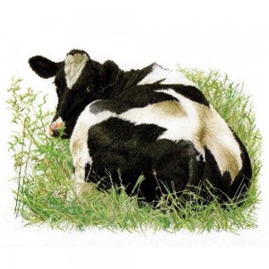 Thea Gouverneur 452 Cow