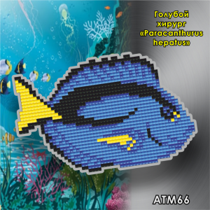 Арт Соло АТМ66 Магнит "Голубой хирург (Paracanthurus hepatus)"