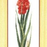 Набор для вышивания Thea Gouverneur 3073 Gladioli Red