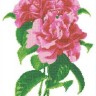 Каролинка КК 022 Камелия