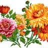 Матренин Посад 1132 Цветочный фейерверк