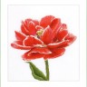 Набор для вышивания Thea Gouverneur 520 Red-White Edged Early Double Tulip