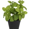 Fiebiger Floristik 106280-800 Цветок декоративный в кашпо "Мята"
