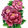 Каролинка КК 025 Розовые пионы