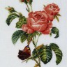 Thea Gouverneur 2030A Rose Redoute (Французская роза)