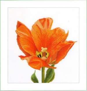 Thea Gouverneur 523 Orange Triumph Tulip
