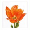 Набор для вышивания Thea Gouverneur 523 Orange Triumph Tulip