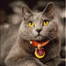 Paintboy GX21645 Британский кот