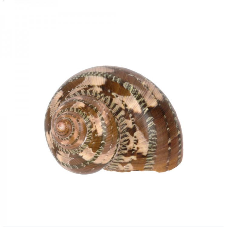 Blumentag DRF-036 Ракушки декоративные "Turbo Petholatus"