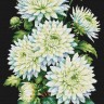 Многоцветница МКН 176-14 Белое на черном. Хризантемы