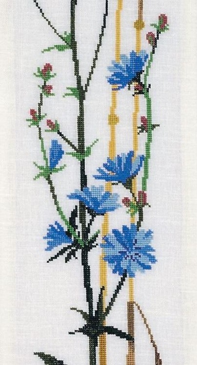 Eva Rosenstand 09-2382 Цикорий