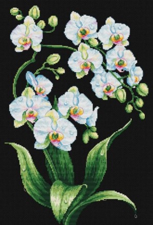 Многоцветница МКН 179-14 Белое на черном. Орхидеи