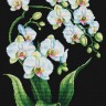 Многоцветница МКН 179-14 Белое на черном. Орхидеи