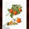 Набор для вышивания Thea Gouverneur 3061 Oranges and Mandarins