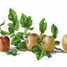 Набор для вышивания Каролинка КТКН 133 (Р) Натюрморт с яблоками